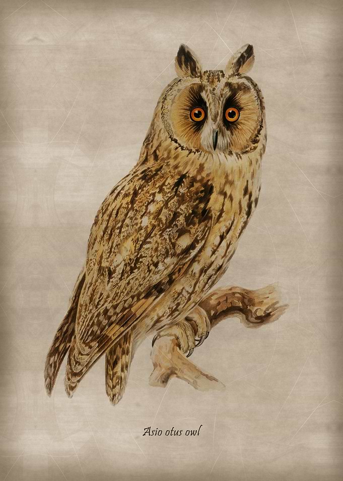 Asio otus owl