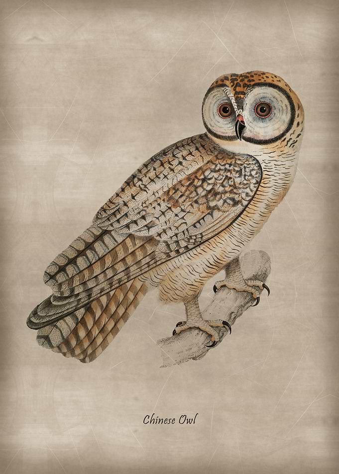 Chinese Owl