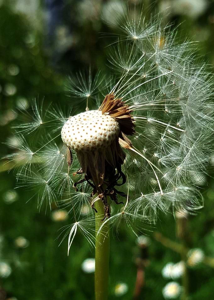 Dandelion
