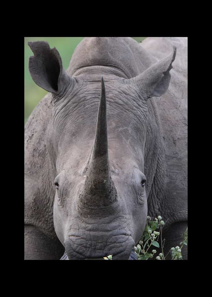 Rhino