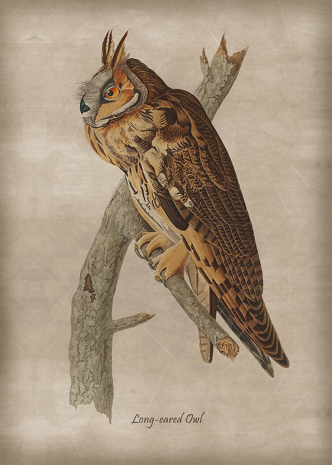 Long eared Owl