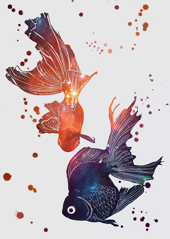 Fantail goldfish