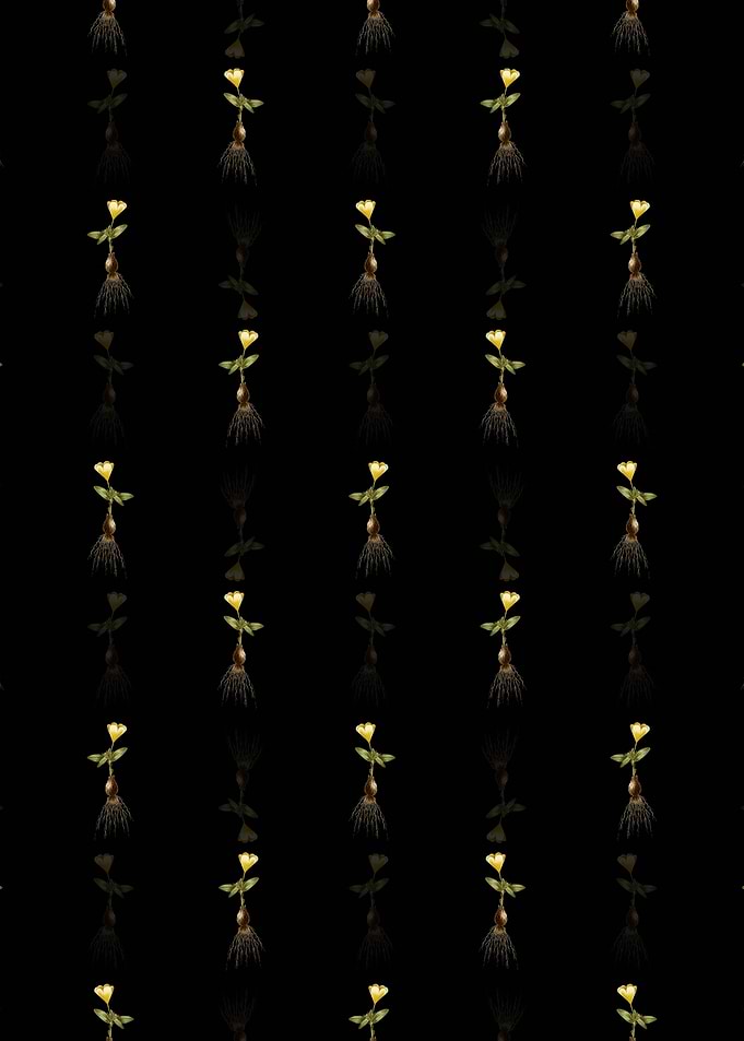 Black Cape Tulip a Pattern