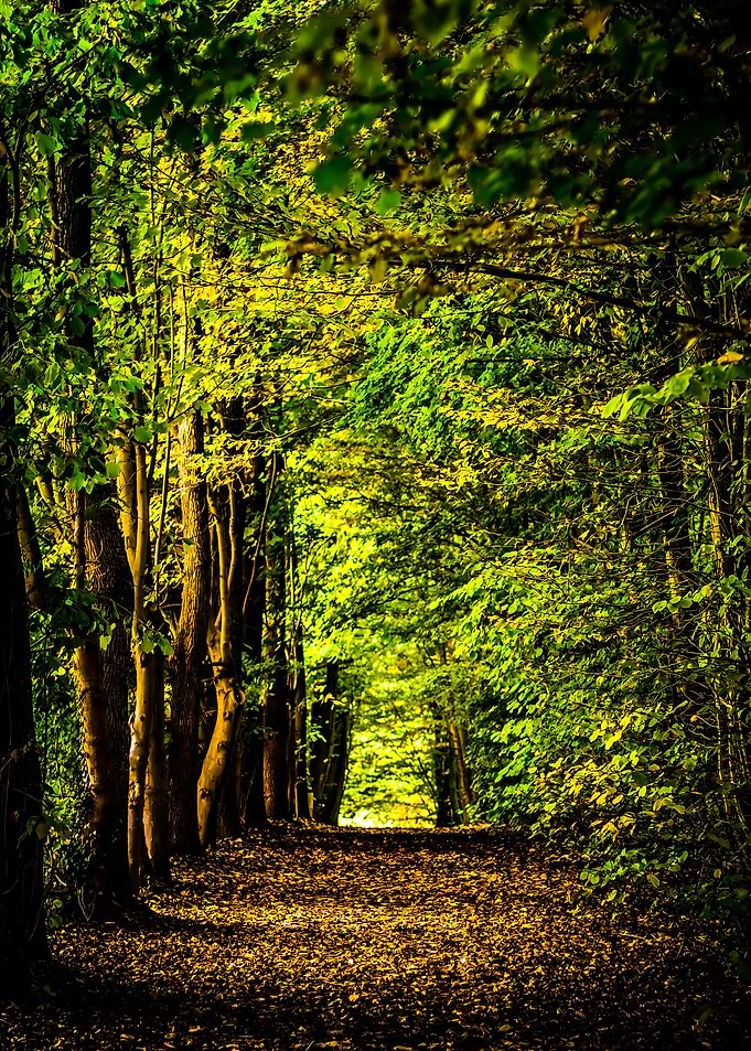 Forest