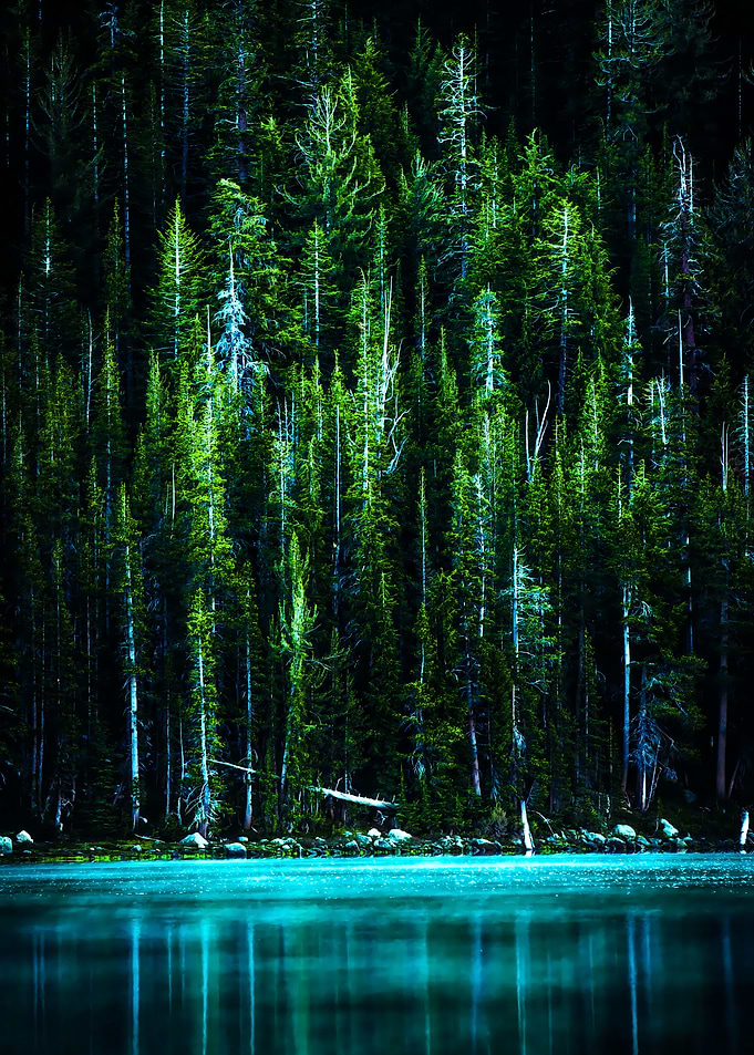 Forest