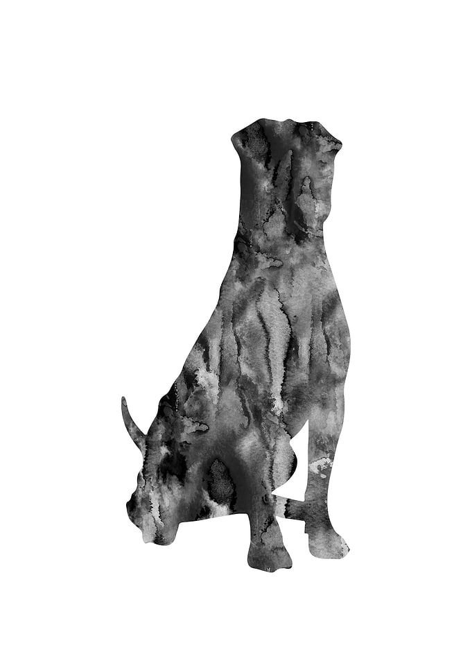Shar pei