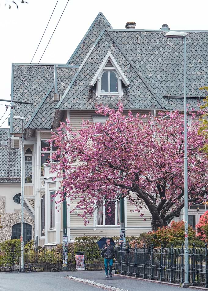 Big Cherry Tree in Bergen