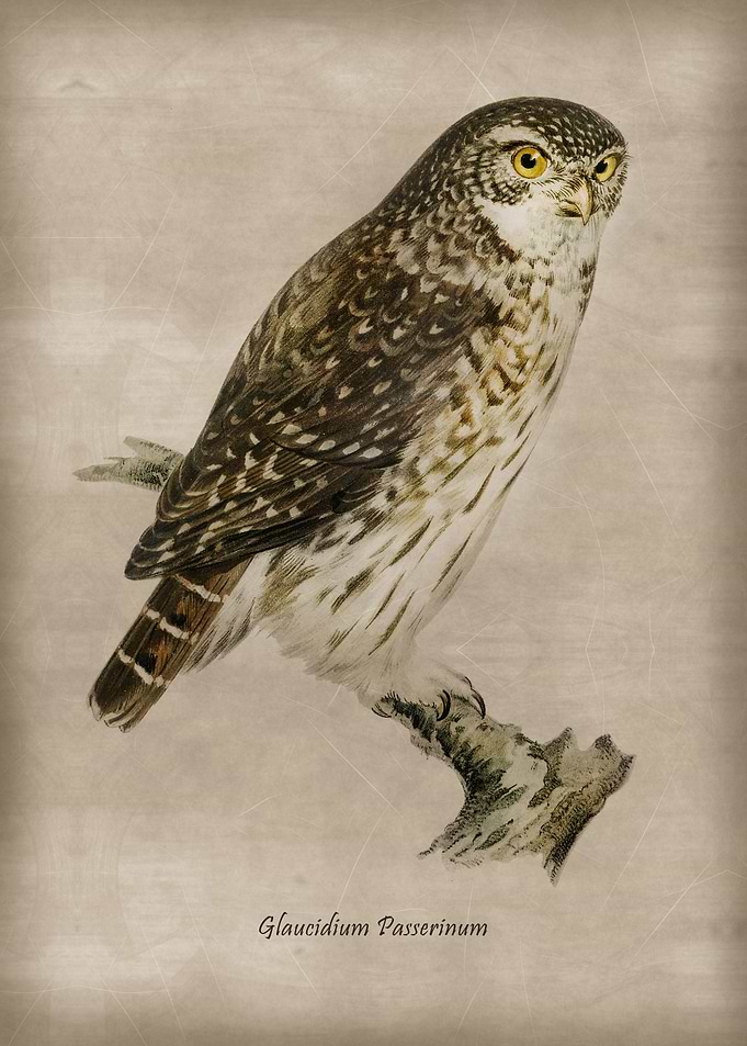 Glaucidium Passerinum