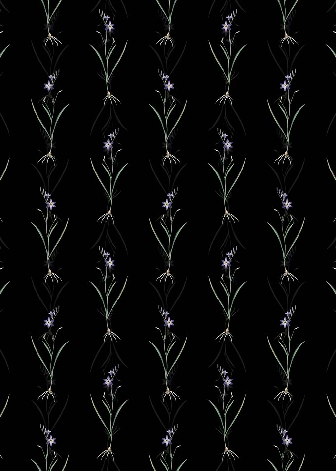 Black Ixia Secunda Pattern