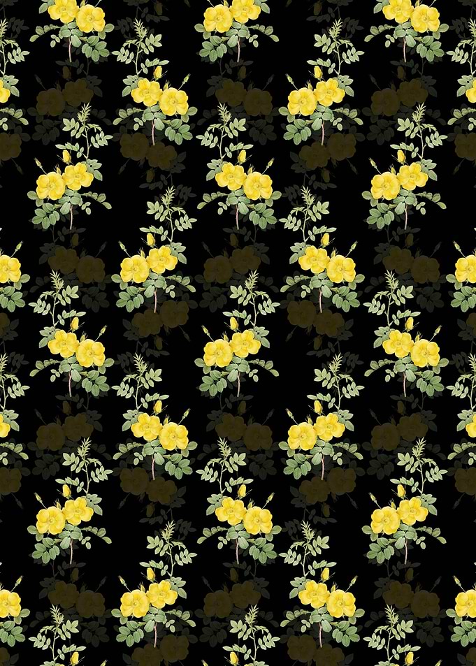 Yellow Sweetbriar Roses