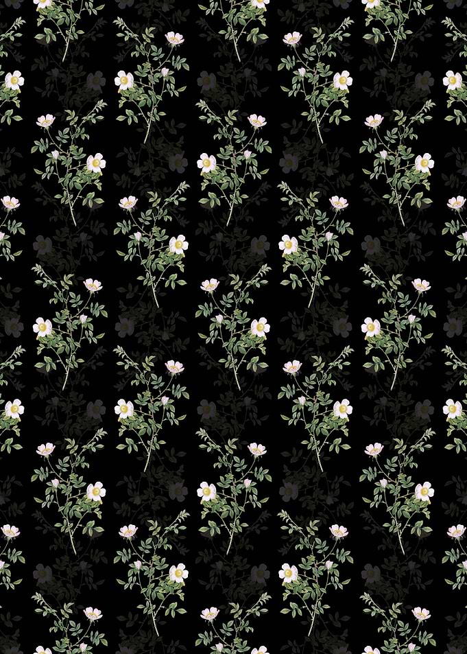Pink Hedge Rose in Bloom