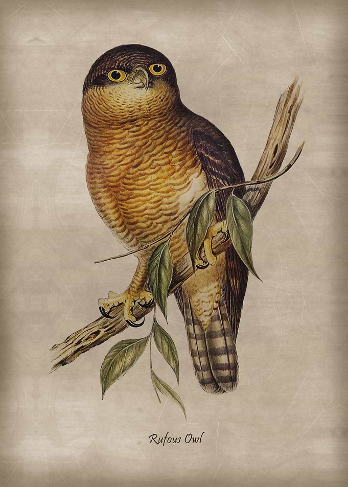 Rufous Owl