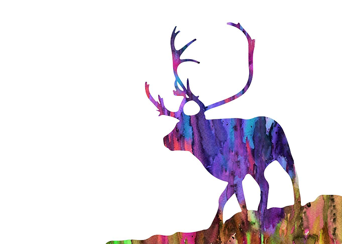 Reindeer