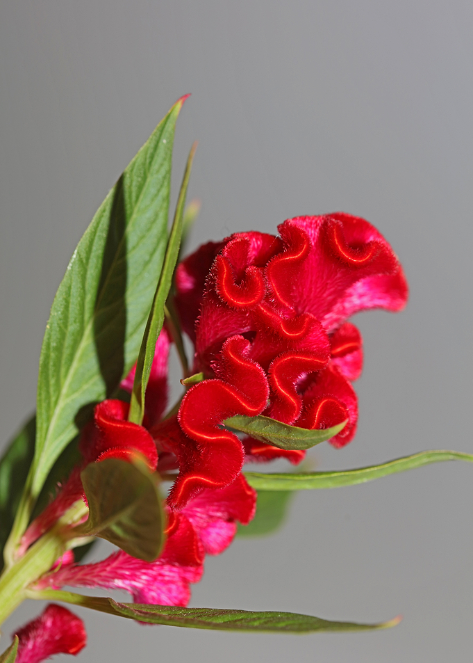Red Celosia flower blossom