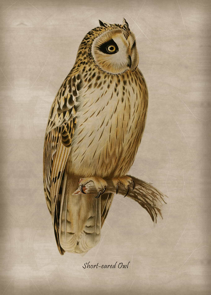 Short eared Owl