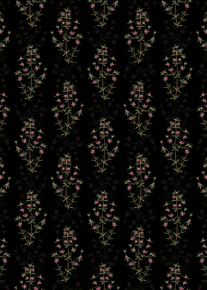 Heath Mirbelia Branch