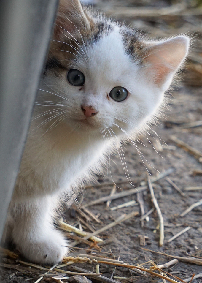 Cat Cats Feline Kitty