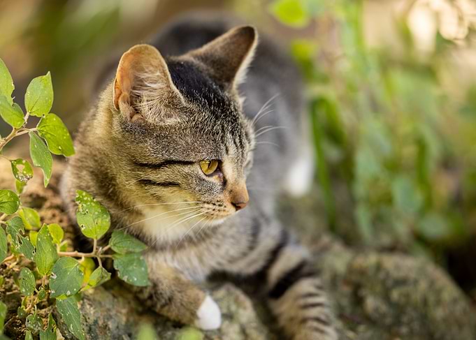 Cat Cats Feline Kitty