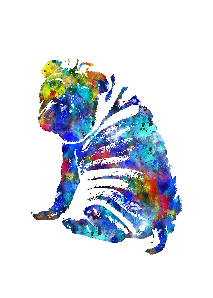 Shar pei