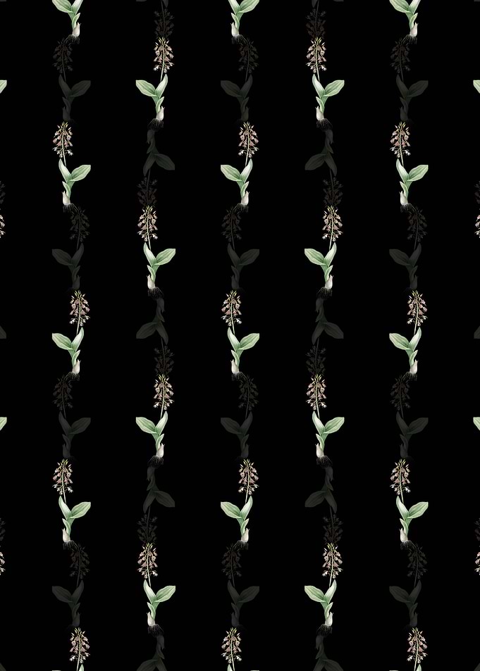 Black Brown Widelip Orchid