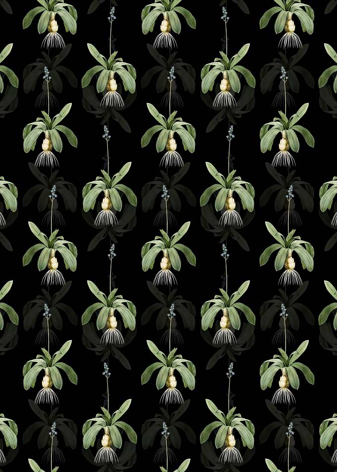 Scilla Lilio Hyacinthus