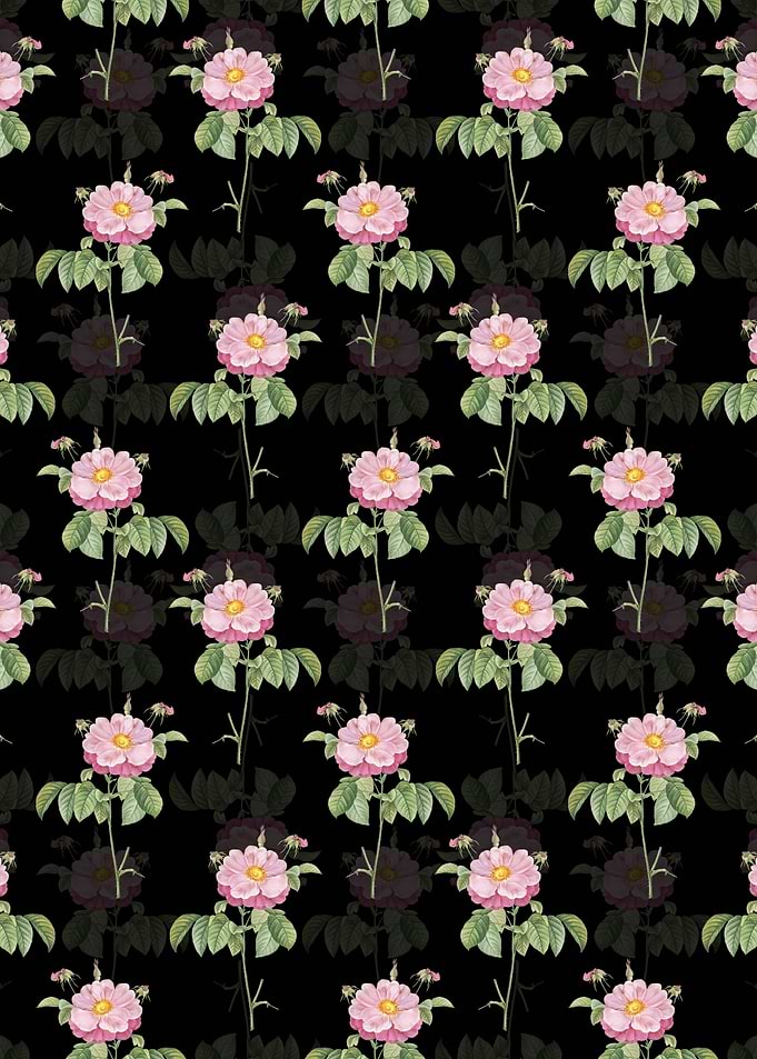 Speckled Provins Rose