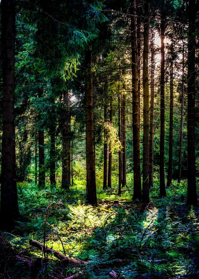 Forest