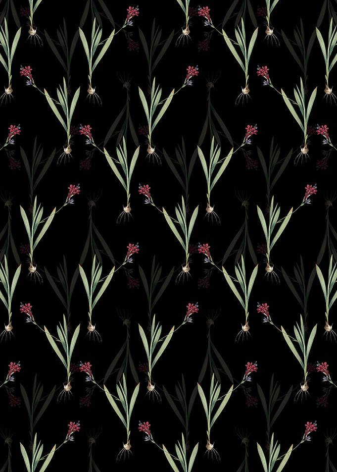 Black Gladiolus Mucronatus