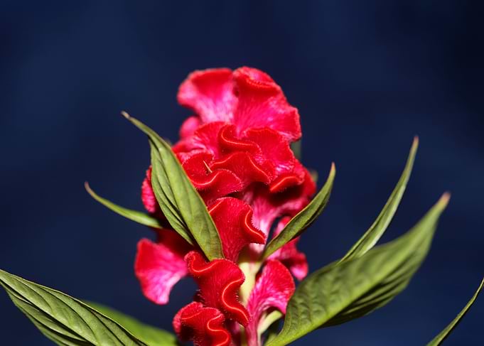 Red flower blossom macro