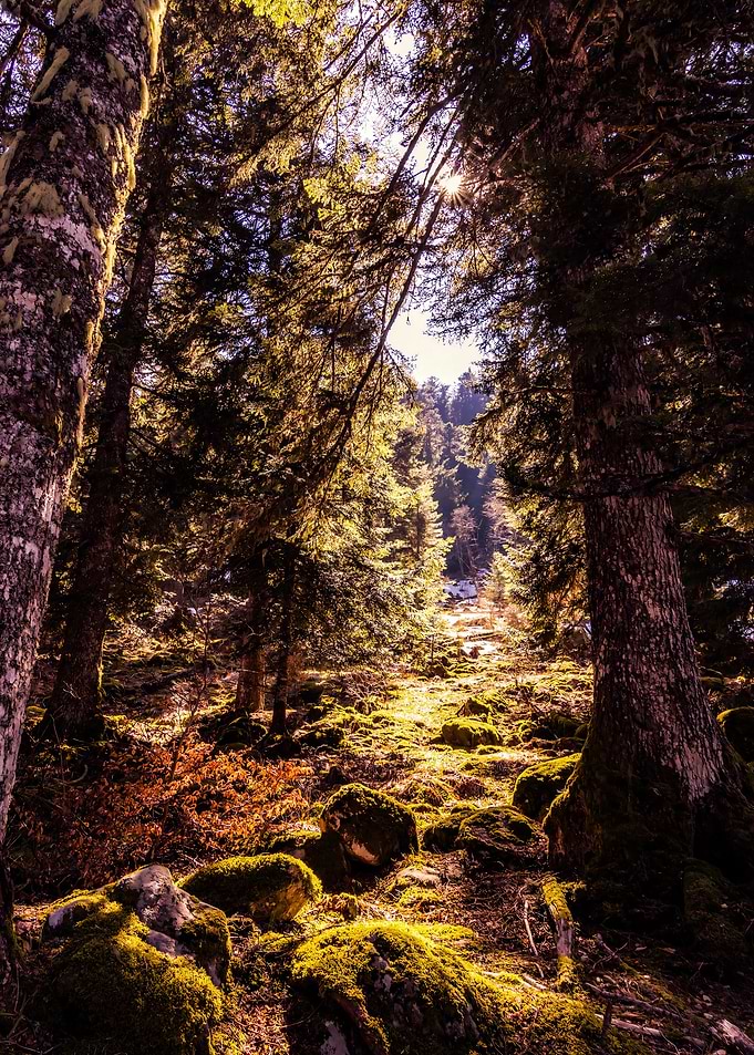 Forest