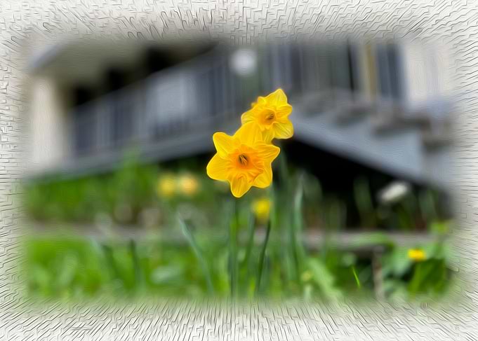 Welcoming yellow flowers