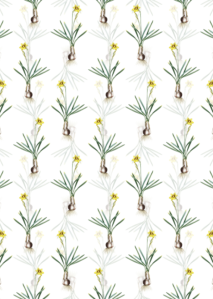 Narcissus Gouani Pattern