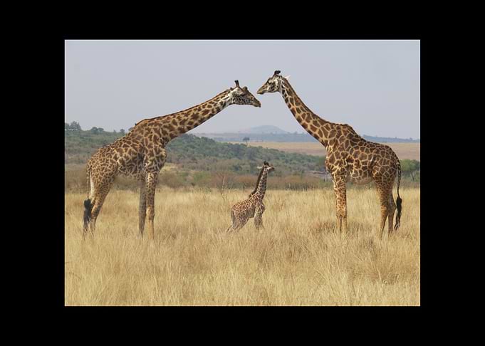 Giraffe