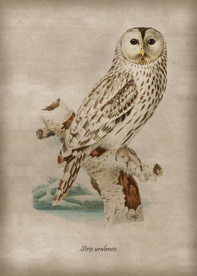 Strix uralensis Owl