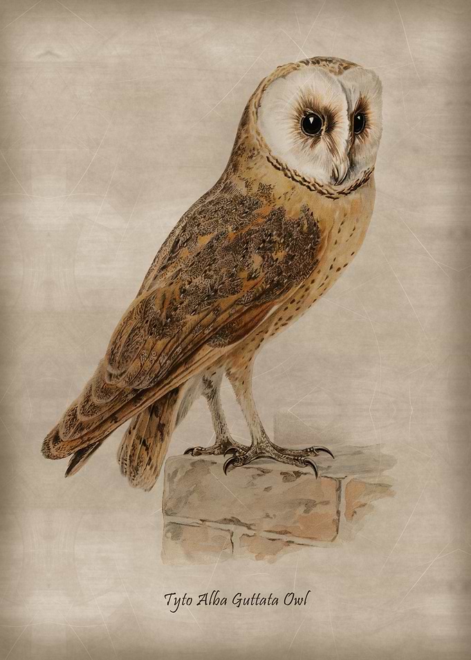 Tyto alba guttata owl