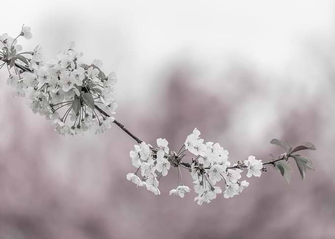 Cherry blossoms in focus
