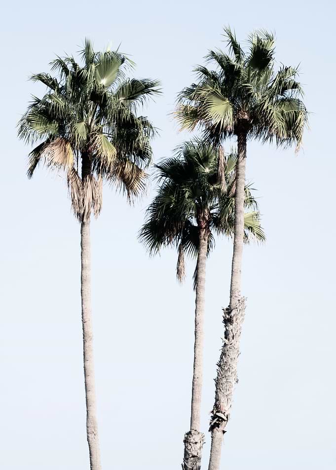 Palm Trees Dream 5