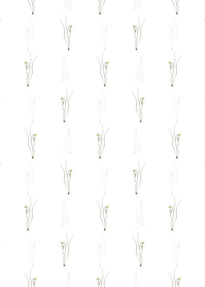 Ornithogalum Spathaceum