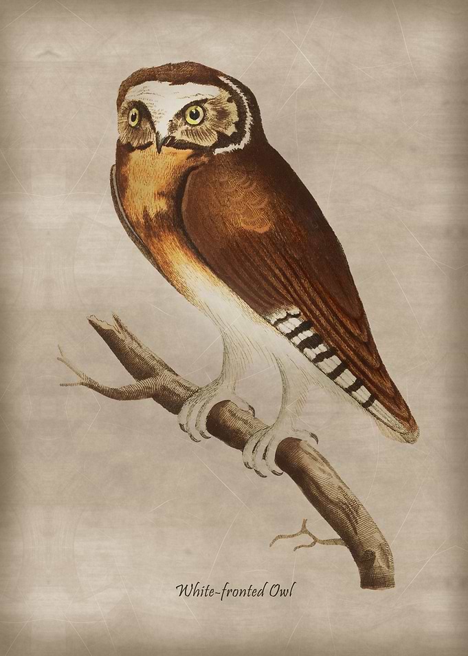 White fronted Owl