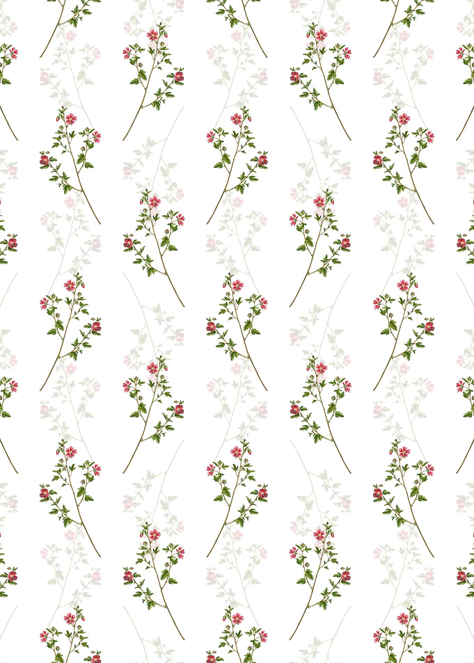 Cape African Queen Pattern