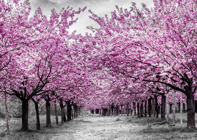 Cherry trees in bloom