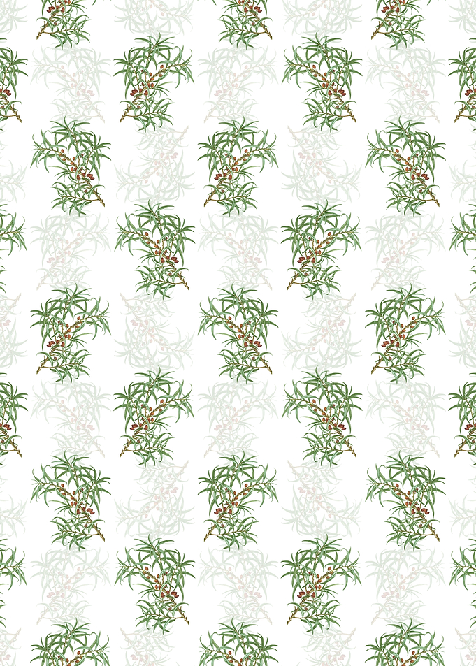 White Common Sea Buckthorn