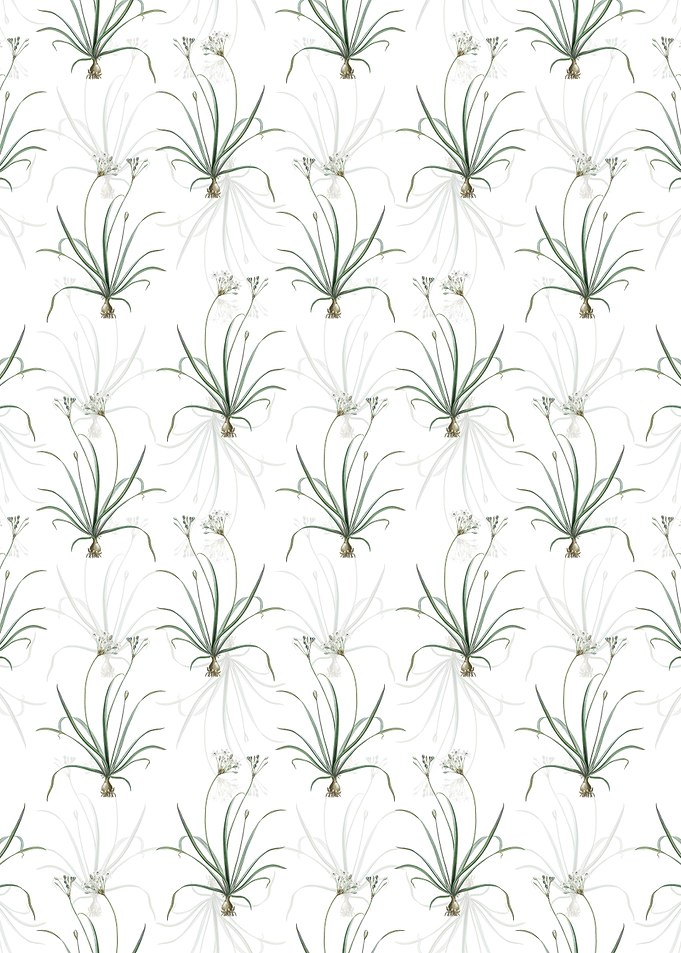 Allium Fragrans Pattern