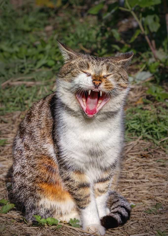 Cat Cats Feline Kitty