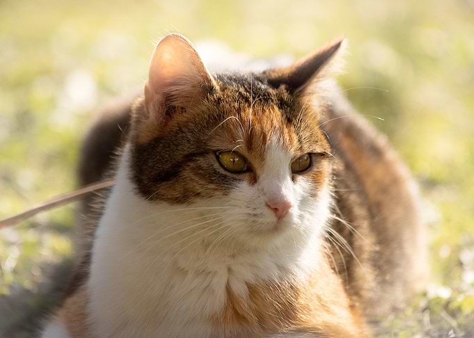 Cat Cats Feline Kitty