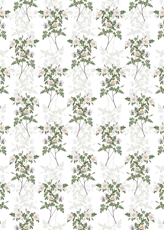 White Candolles Rose