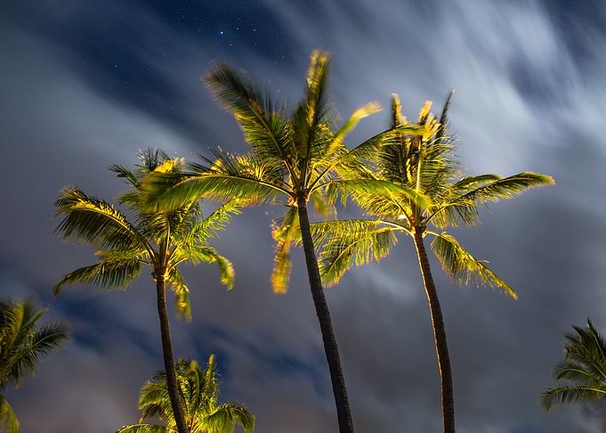 Palm Trees in a storm