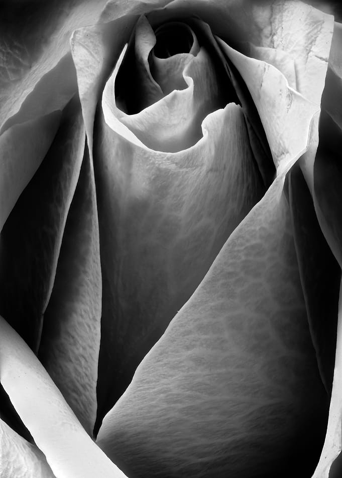 Closeup of a rose