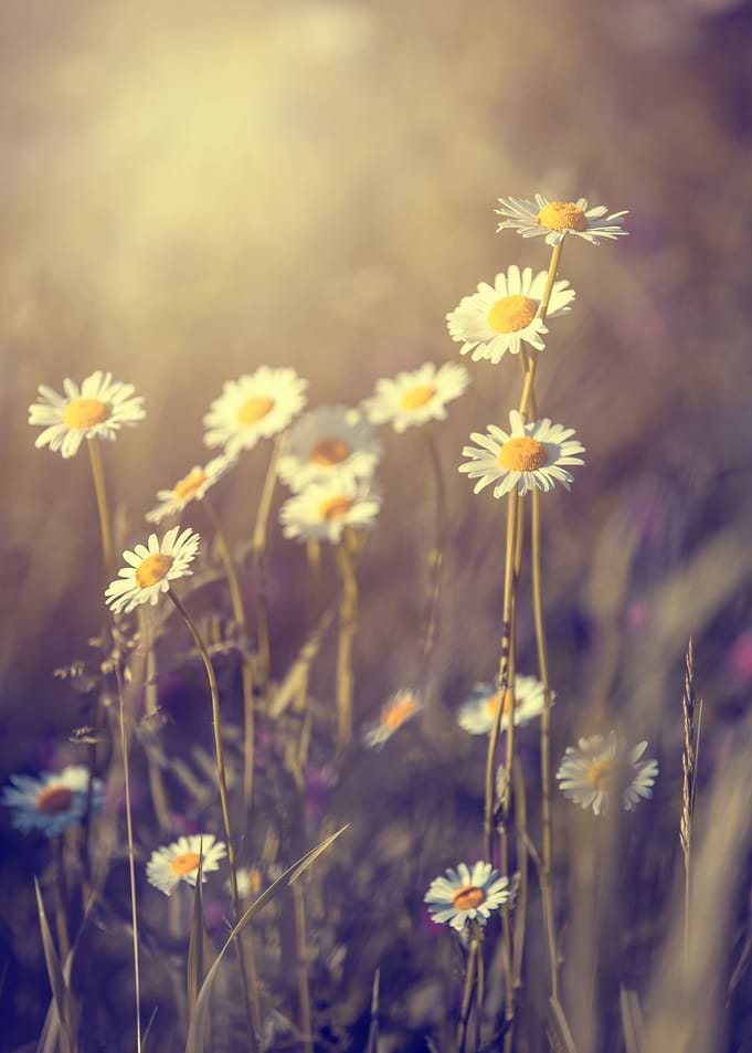 Wild spring meadow, macro