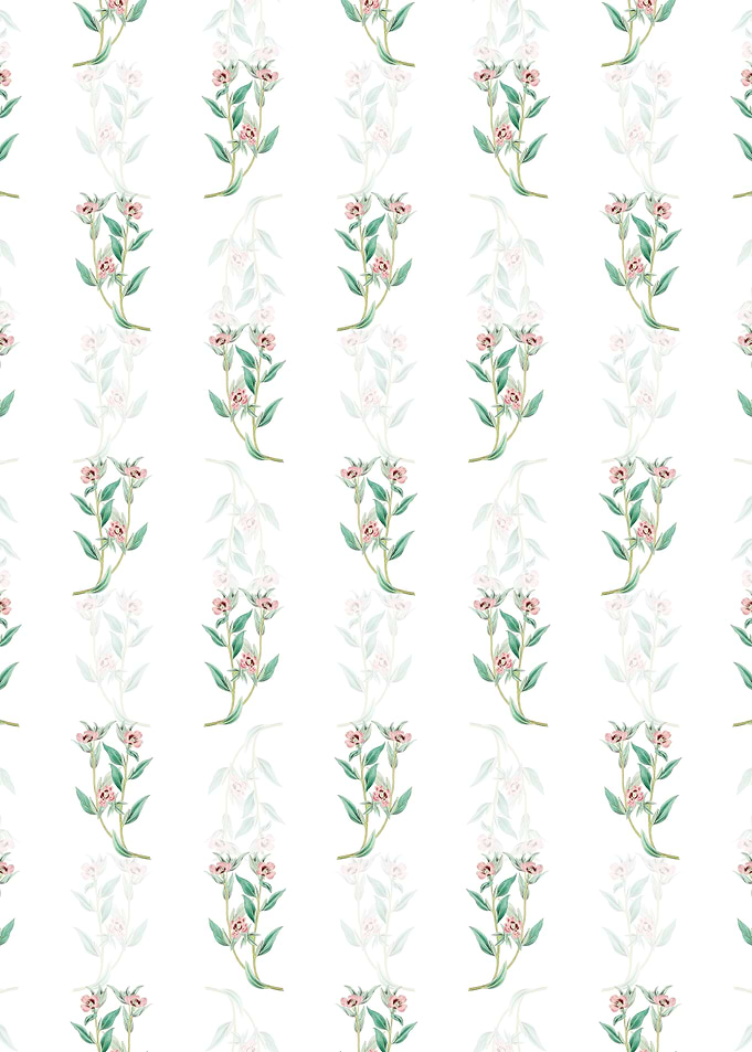 Long Branched Enothera